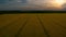 Aerial view wheat field with road lines at sunset sky. Drone yellow rape field