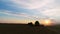 Aerial view of wheat three silhouette of harvests. A large harvester harvests grain in sunset.