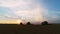 Aerial view of wheat three silhouette of harvests. A large harvester harvests grain in sunset.