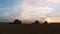 Aerial view of wheat three silhouette of harvests. A large harvester harvests grain in sunset.