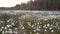 Aerial view white fluffy plants in glade among pine wood