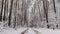 Aerial view of white forest and footpath in winter.