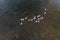 Aerial view of White-necked Swans swimming in the waterfront of Puerto Natales