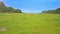 Aerial View Wide Green Meadow and Grazing Buffaloes