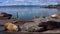 Aerial view of wild animals - Steller sea lion. Kamchatka sea lions