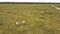 Aerial View  Wild Cows With Young Calfs and Heck Cattle Konik Horses and Foals Grazing