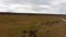 Aerial View Wild Cows With Young Calfs and Heck Cattle Konik Horses and Foals Grazing. Foal Eating Sucks Milk