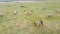 Aerial View  Wild Cows With Young Calfs and Heck Cattle Konik Horses and Foals Grazing. Foal Eating Sucks Milk