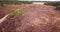 Aerial view of wild heathland in the Suffolk countryside, the area is covered in wild heather that is in full bloom and a vibrant