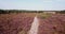 Aerial view of wild heathland in the Suffolk countryside, the area is covered in wild heather that is in full bloom and a vibrant