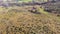 An aerial view of wild horses in the New Forest with heartland, forest and wild vegetation with beautiful autumn colors