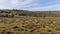 An aerial view of wild horses in the New Forest with heartland, forest and wild vegetation with beautiful autumn colors under a