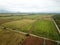 Aerial view of a wind turbines in rice fields plantation in cen