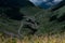 Aerial view of the winding Transfagarasan road on the green hillside