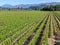 Aerial view of wine vineyard in Napa Valley