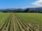 Aerial view of wine vineyard in Napa Valley