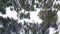 Aerial view of winter landscape with a man walking through snowy trees. Footage. Top view of endless snowy tree crowns