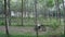 Aerial view of woman on electric bicycle in the forest