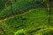 Aerial view of women working on a green tea plantation on hillside