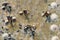 Aerial view of worker harvesting salt in salt field