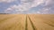 Aerial view of yellow agriculture wheat field ready to be harvested in late summer.