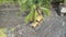 Aerial view of yellow bulldozer leveling the ground on a construction site. Heavy grader rakes soil. Drone view of preparation sur