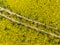 Aerial view of yellow canola field in bloom phase. Ecology agriculture near farm