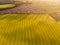 Aerial view of yellow canola field and distant country road