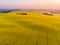 Aerial view of yellow canola field at sunrise