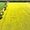 Aerial view of a yellow flowering field with next to a street with an avenue with trees