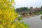 Aerial view Yellow flowers and The Old Iron Bridge with Ping River in Chiangmai, Thailand.