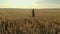 Aerial view of young long haired woman walking in yellow wheat field while travel and adventure