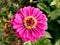 Aerial view of a Zinnia flower with purple petals of large stamens