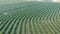 Aerial viewof green coffee field