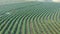 Aerial viewof green coffee field