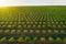 Aerial views of almond tree plantation in Alentejo, Portugal