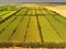 Aerial of vineyard in Coonawarra region