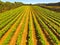 Aerial of vineyard in Coonawarra region