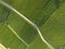 Aerial of Vineyard fields between Lausanne and Geneva, Switzer