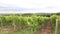 Aerial Vineyard Landscape Agriculture Drone Footage