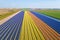 Aerial from water sprinkler in the tulip fields from the Netherlands