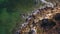 Aerial. Waves wash the stones on shore of Albufeira. Olhos de Agua