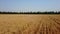 Aerial of wheat field. Drone camera flying above golden cereal ears. Top view of farmland in countryside. Quadcopter