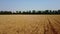 Aerial of wheat field. Drone camera flying above golden cereal ears. Top view of farmland in countryside. Quadcopter