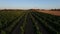 Aerial from wine fields in Portugal