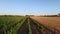 Aerial from a wine and wheat field in Portugal