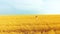 Aerial of woman in big hat jumping and running in golden wheat field in summer