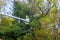 Aerial work platform with seasonal pruning trees at the springtime on tree care hydraulic ramp