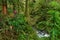 AERIAL: Young woman stands on side of boardwalk and looks around Hoh Rainforest