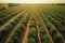 Aerialdrone shot of mile-wide orange and lemon. Lush green trees are heavy with bright fruit under the Mediterranean sun. Harvest